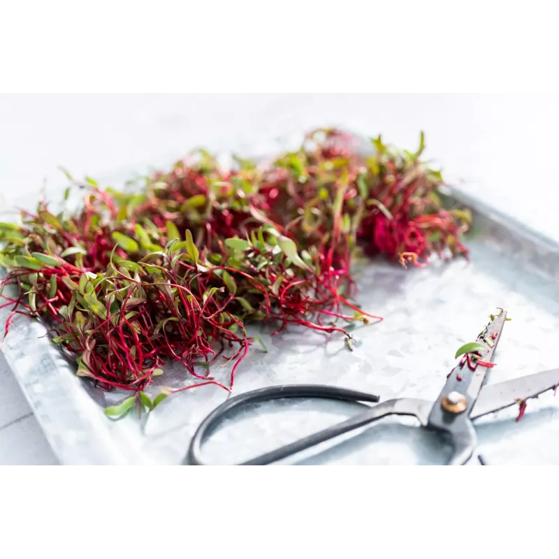 Semillas de rábano China Rose para brotes, paquete de 20 g