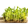 Pipas de girasol negras PNOS para germinar, paquete de 20 g