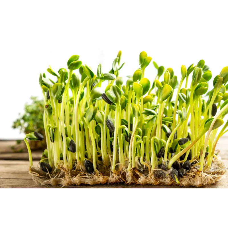 Pipas de girasol negras PNOS para germinar, paquete de 20 g