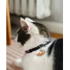 ZOLUX Chatouille negro - collar para gatos