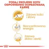 ROYAL CANIN FBN Maine Coon - Comida húmeda para gatos - Sachet 12x 85g