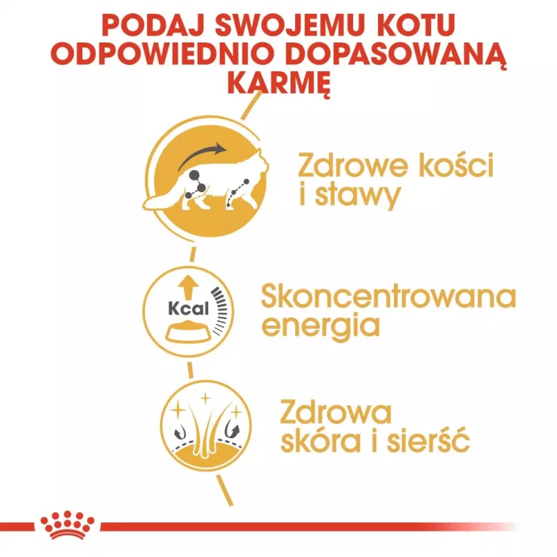 ROYAL CANIN FBN Maine Coon - Comida húmeda para gatos - Sachet 12x 85g