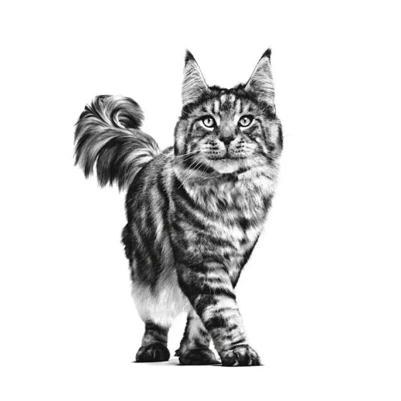 ROYAL CANIN Cat Gastrointestinal VHN - Pienso para gatos - 400 g