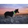 Collar LED Anicoll verde para perros y gatos modelo iluminación recargable