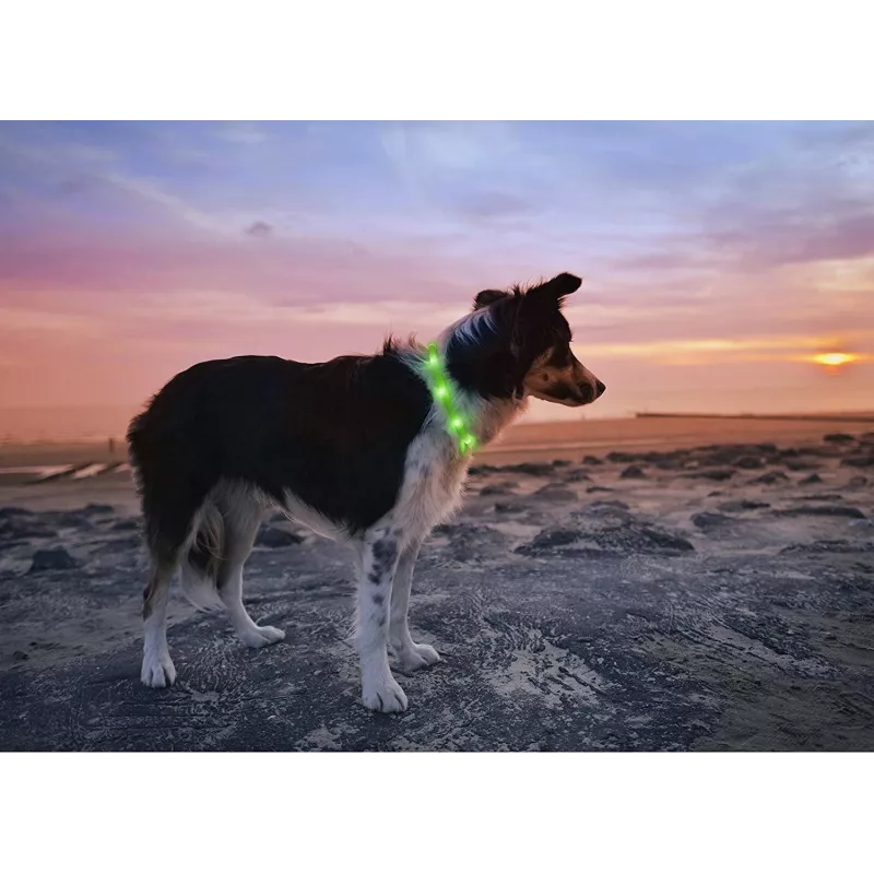 Collar LED Anicoll verde para perros y gatos modelo iluminación recargable