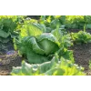 Lechuga Crisp Ice Summer Toraf semillas de hortalizas, paquete de 1 g