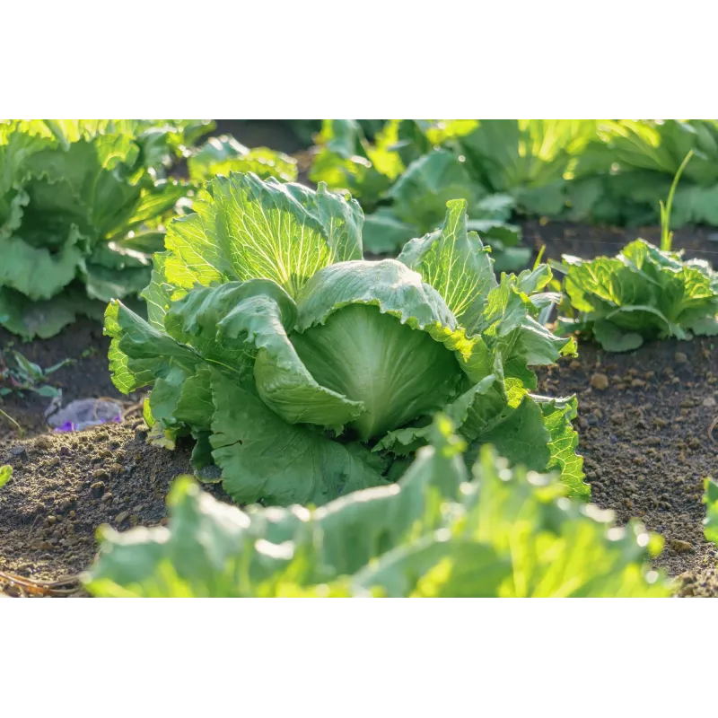 Lechuga Crisp Ice Summer Toraf semillas de hortalizas, paquete de 1 g