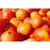 Semillas de hortalizas calabaza Uchiki Kuri Toraf, paquete de 5g