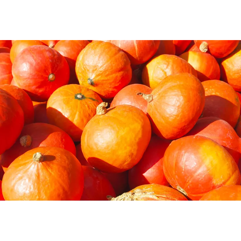 Semillas de hortalizas calabaza Uchiki Kuri Toraf, paquete de 5g