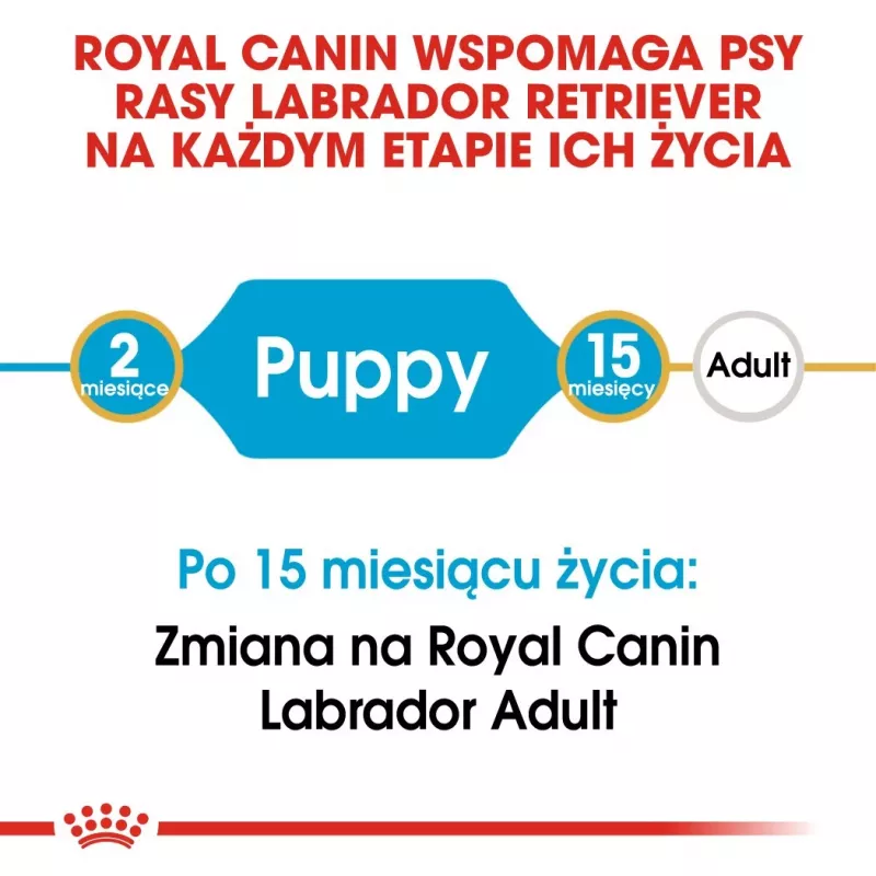 ROYAL CANIN SHN Breed Labrador Junior Alimento seco para perros - 12 kg