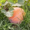 PNOS calabaza gigante Dolores semillas de hortalizas, 5 g