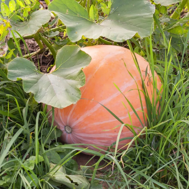 PNOS calabaza gigante Dolores semillas de hortalizas, 5 g