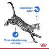 Comida húmeda para gatos Royal Canin Indoor Sterilized 85 g bolsa — gatos adultos esterilizados de interior, sabor aves, pack 12 x 85 g
