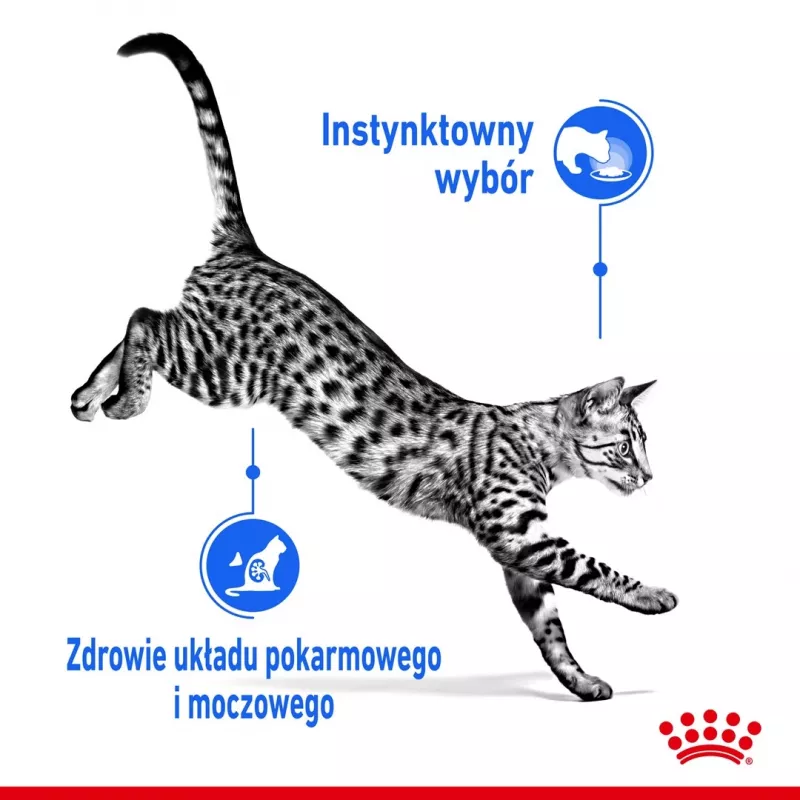 Comida húmeda para gatos Royal Canin Indoor Sterilized 85 g bolsa — gatos adultos esterilizados de interior, sabor aves, pack 12 x 85 g