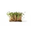 Semillas de rábano China Rose para brotes, paquete de 20 g