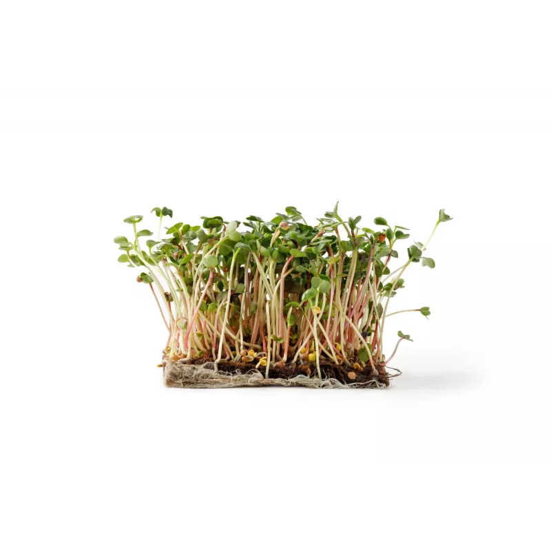 Semillas de rábano China Rose para brotes, paquete de 20 g