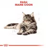 ROYAL CANIN FBN Maine Coon - Comida húmeda para gatos - Sachet 12x 85g