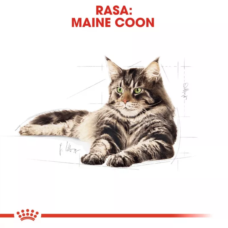 ROYAL CANIN FBN Maine Coon - Comida húmeda para gatos - Sachet 12x 85g