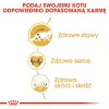 Royal Canin FBN Maine Coon Adult pienso seco para gatos, 10 kg
