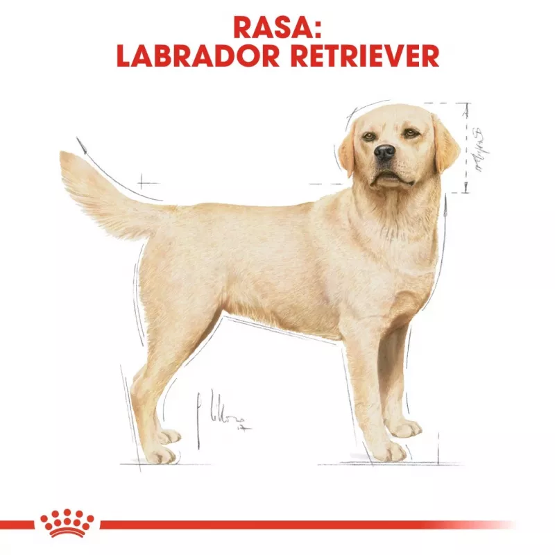 Royal Canin BHN Labrador Adult pienso para perros, 12 kg