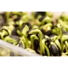 Pipas de girasol negras PNOS para germinar, paquete de 20 g