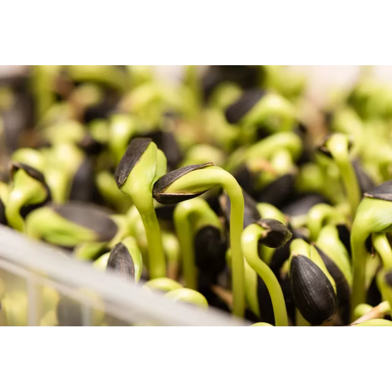 Pipas de girasol negras PNOS para germinar, paquete de 20 g