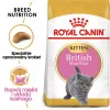 Pienso para gatos Royal Canin British Shorthair Kitten 2 kg — Pollo, 38 % proteínas, 20 % grasas, fórmula de crecimiento