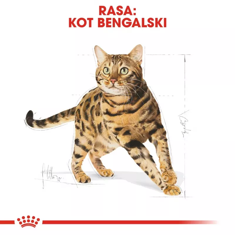 Royal Canin FBN Bengal Adult comida seca para gatos, 10 kg