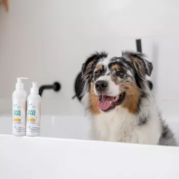 Champú para gatos VETEXPERT Clinic Care Hypo&Omega 250 ml – champú hidratante hipoalergénico con ácidos grasos omega para gatos adultos, todo tipo de pelo