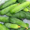 PNOS pepino Portal semillas en cinta, 6 m