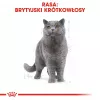 Royal Canin British Shorthair Adult pienso seco para gatos, 10 kg
