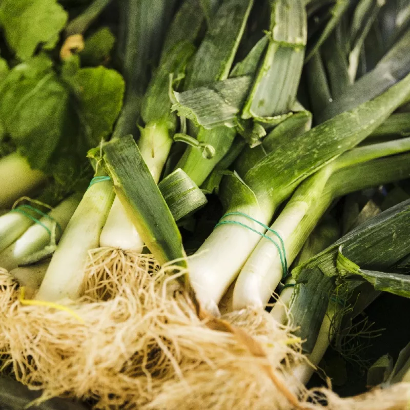 PNOS puerro Starozagorski Kamush semillas de hortalizas, 1 g