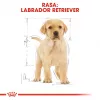 ROYAL CANIN SHN Breed Labrador Junior Alimento seco para perros - 12 kg
