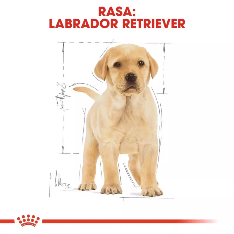 ROYAL CANIN SHN Breed Labrador Junior Alimento seco para perros - 12 kg