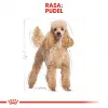 Royal Canin Poodle Adult comida para perros, 1,5 kg