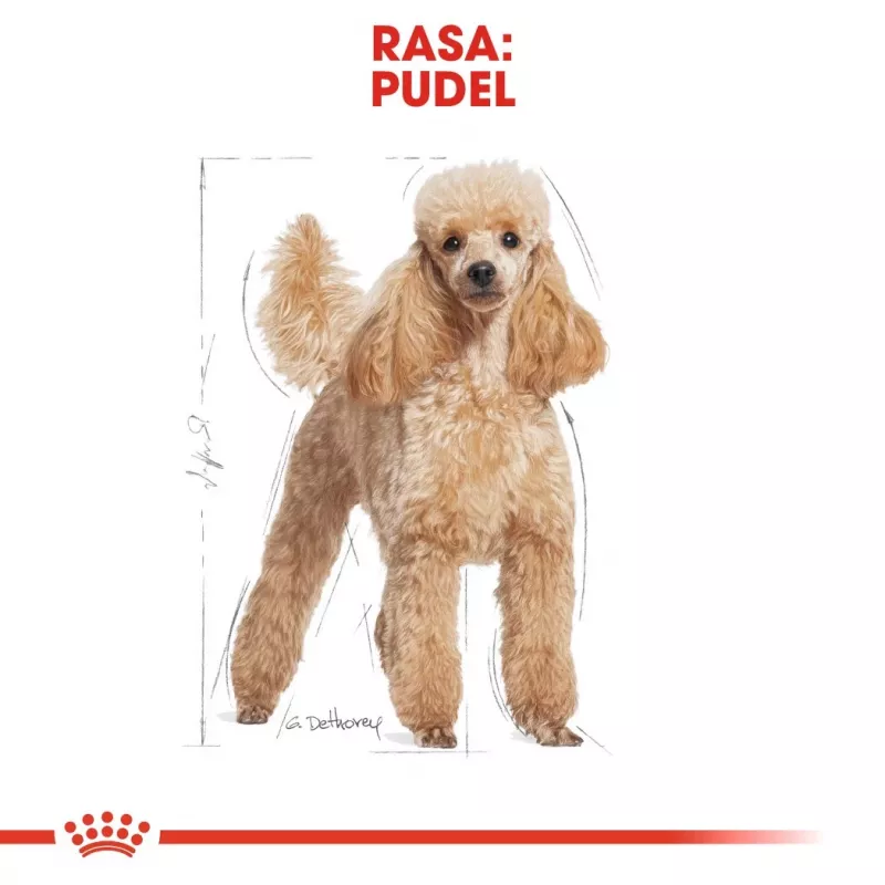 Royal Canin Poodle Adult comida para perros, 1,5 kg