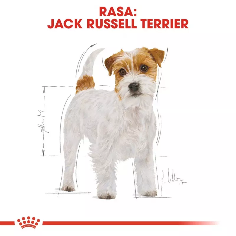 ROYAL CANIN Jack Russell Adult - pienso seco para perros - 7,5 kg