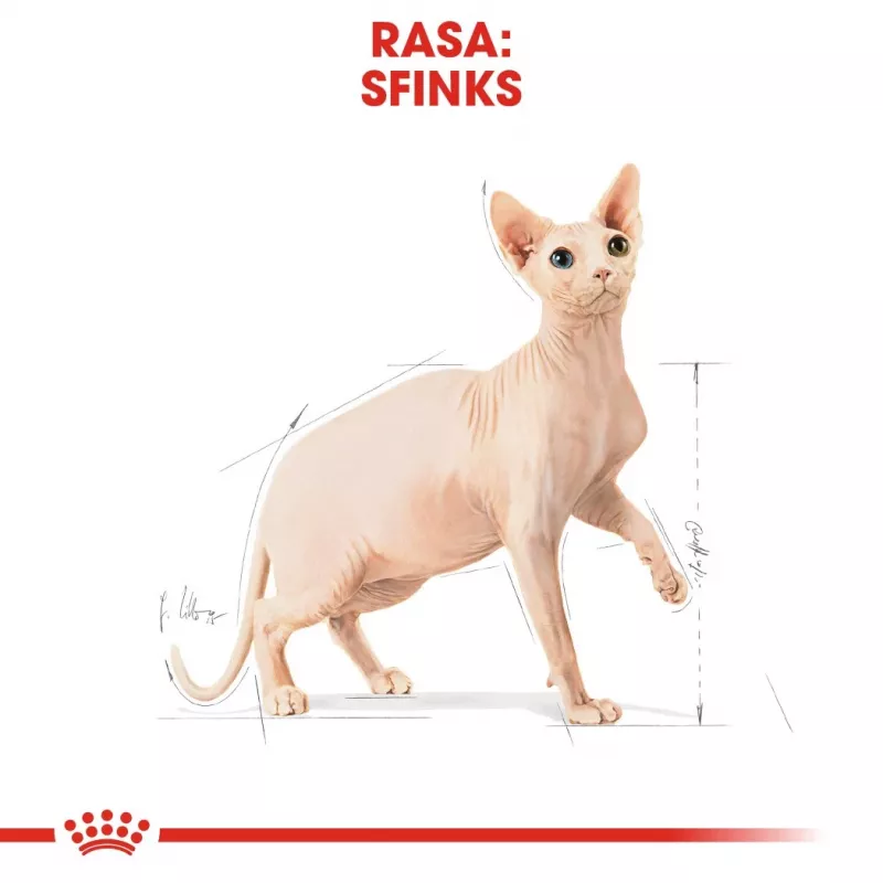 Royal Canin Sphynx Adult comida seca para gatos, 2 kg