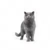 Royal Canin British Shorthair Adult pienso seco para gatos, 10 kg