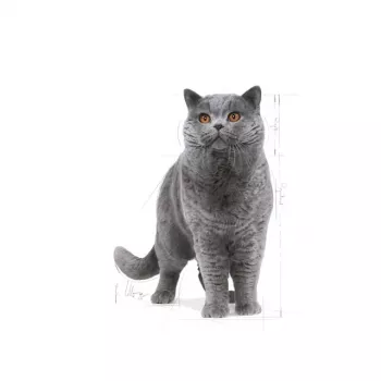 Pienso para gatos Royal Canin British Shorthair Adult 10 kg — Ave, 34 % proteínas, 19 % grasas