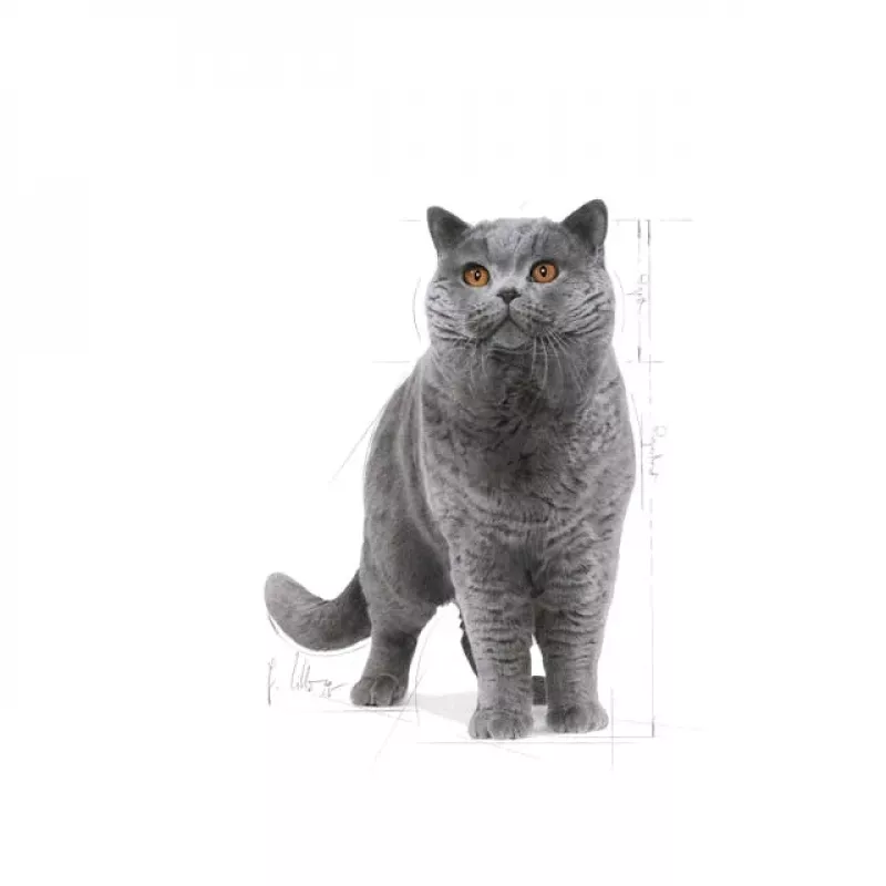 Royal Canin British Shorthair Adult pienso seco para gatos, 10 kg