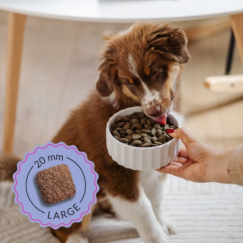 ADDVENA Boosted by superfoods Junior Medium/Large Beef - pienso seco para perros - 2,5 kg