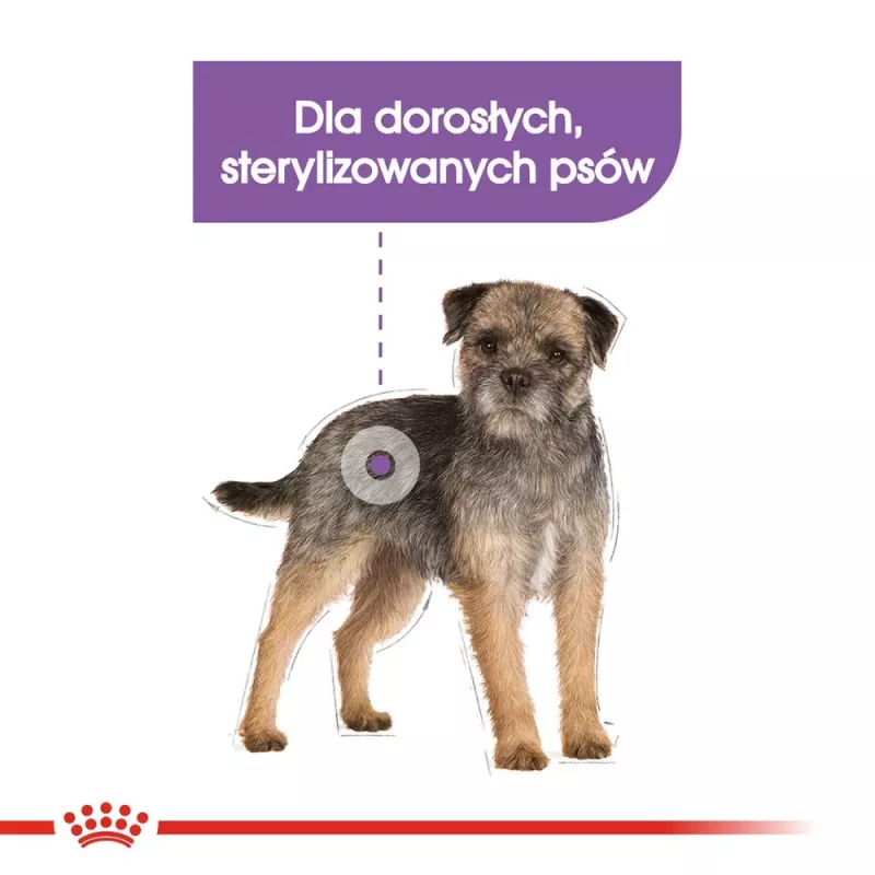 Pienso seco para perros Royal Canin MINI Sterilised — perros adultos de razas pequenas 8 kg, pollo, cuidado dental, control de peso