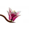LEGO BOTANICALS 11510 Ramas de magnolia