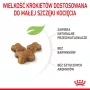 Royal Canin Kitten comida seca para gatos 10 kg