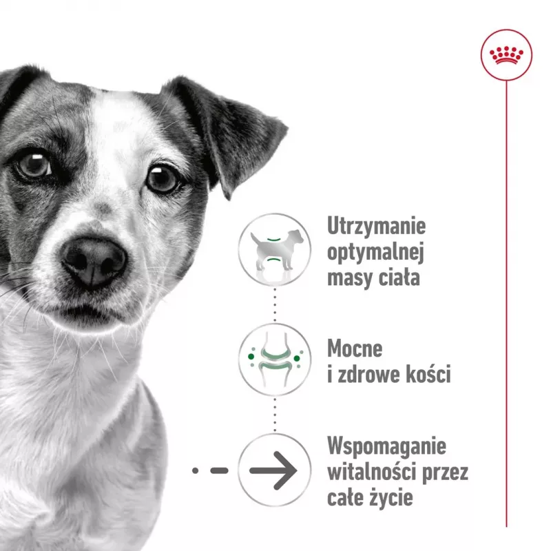 ROYAL CANIN Mini Ageing Adult +12 - Pienso para perros - 3,5 kg