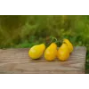 Tomate cherry Perun Toraf semillas de hortalizas, paquete de 0,5 g