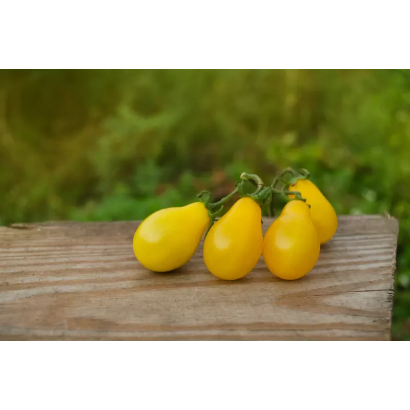 Tomate cherry Perun Toraf semillas de hortalizas, paquete de 0,5 g