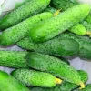 PNOS pepino Reja F1 semillas en cinta, 6 m