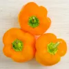 PNOS pimiento Etiuda semillas de hortalizas, 0,5 g